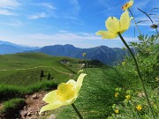 03 Pulsatilla alpina sulphurea (Anemone sulfureo) 